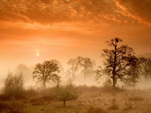 Foggy_Meadow_Sunrise,_Corvallis,_Oregon