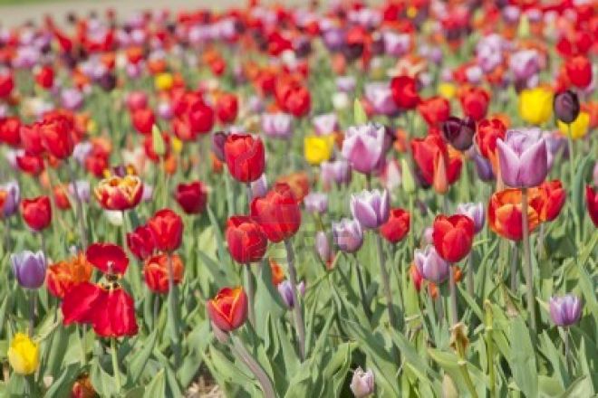 8056489-colorful-dutch-tulips-in-flower-fields-outdoor