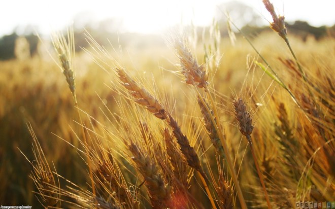 wheat_field__1_1280x800