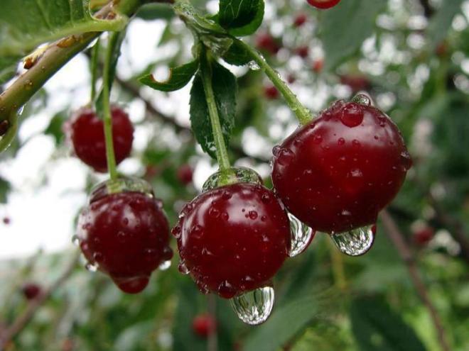 540415_230600840407234_1278694670_n