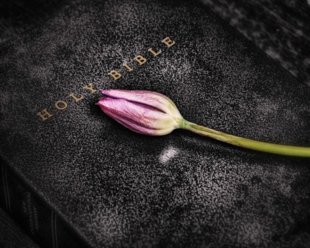 bible tulip