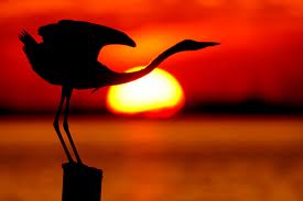 red sunset bird