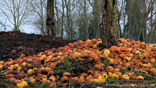 rotten fruit on tree