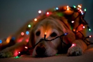 christmas dog 20